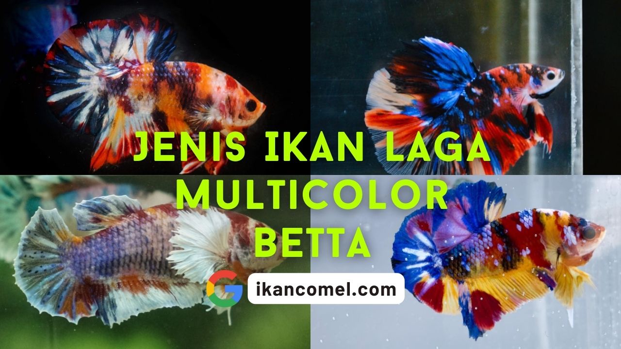 Jenis Ikan Laga Multicolor Betta