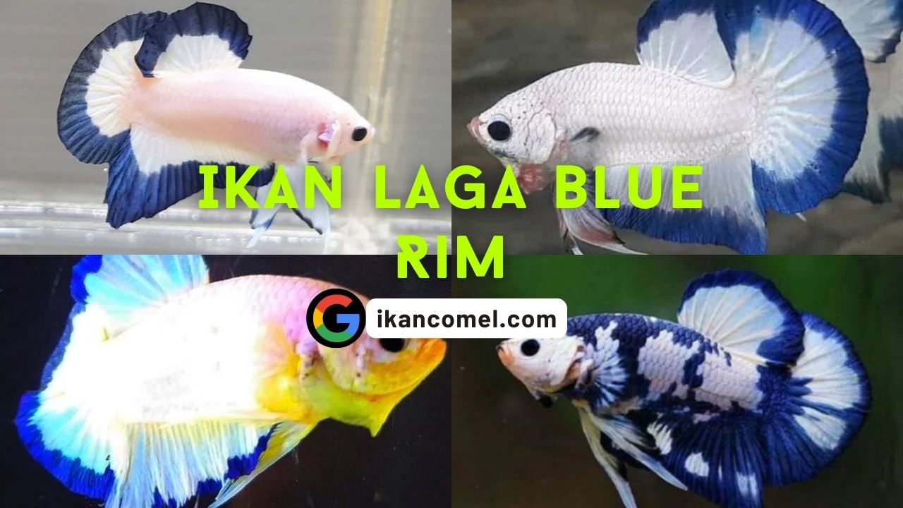 Ikan Laga Blue Rim