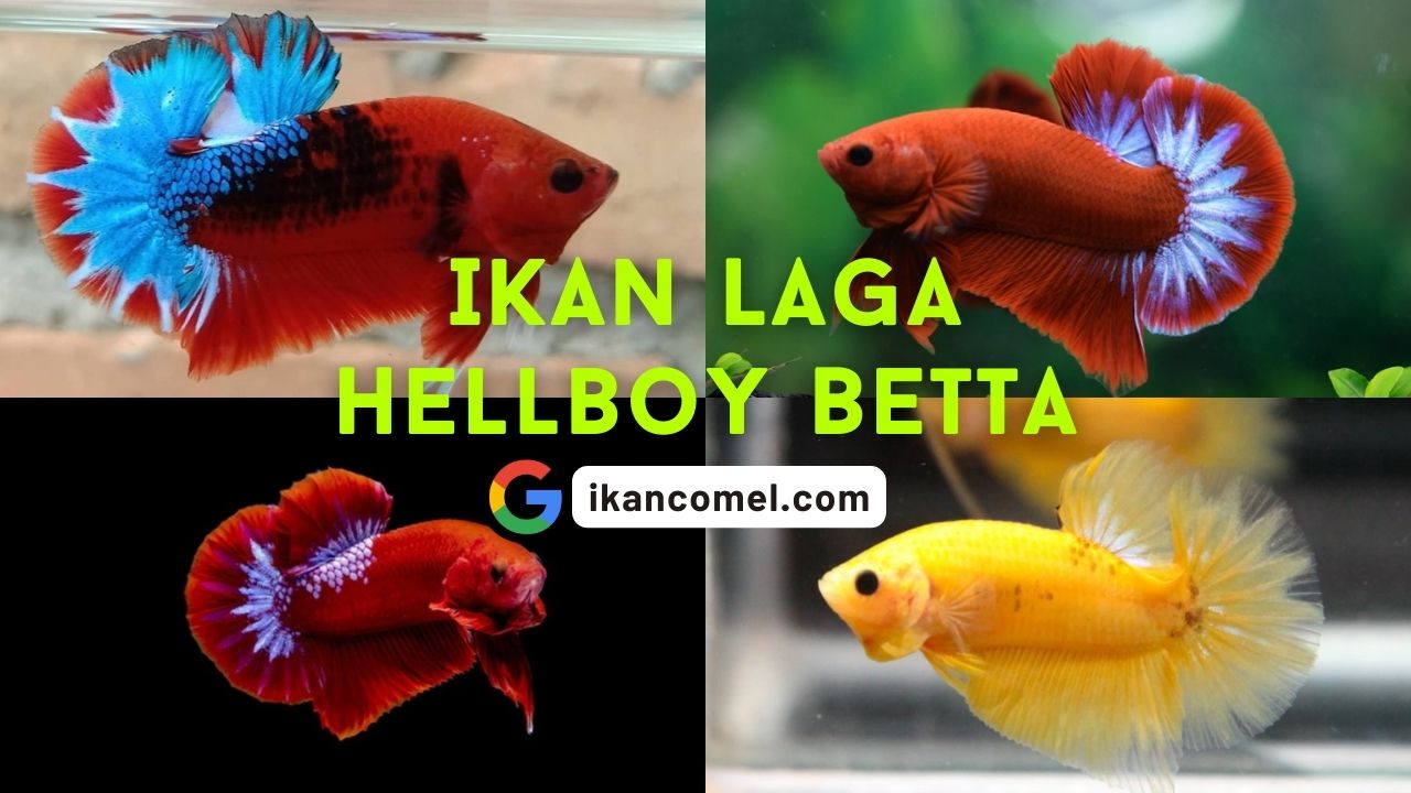 Ikan Laga Hellboy Betta